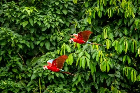 Two red parrots in flight. Macaw flying, green vegetation in background. Red  Stock Photos