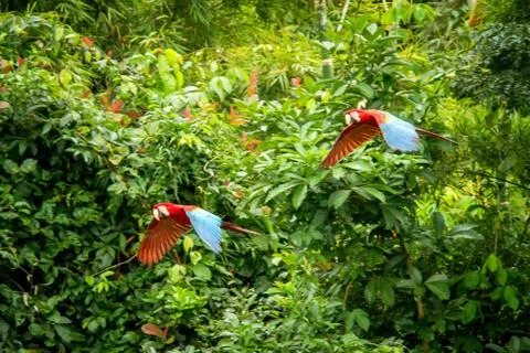 Two red parrots in flight. Macaw flying, green vegetation in background. Red  Stock Photos