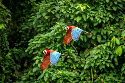 Two red parrots in flight. Macaw flying, green vegetation in background. Red  Stock Photos