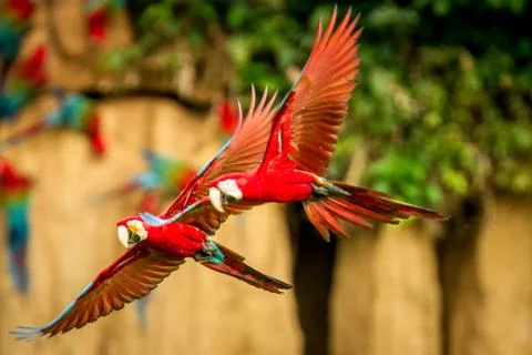 Two red parrots in flight. Macaw flying, green vegetation in background. Red  Stock Photos