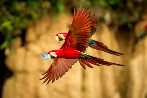 Two red parrots in flight. Macaw flying, green vegetation in background. Red  Stock Photos