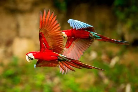 Two red parrots in flight. Macaw flying, green vegetation in background. Red  Stock Photos