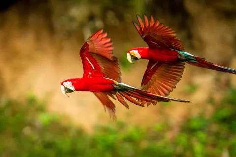 Two red parrots in flight. Macaw flying, green vegetation in background. Red  Stock Photos