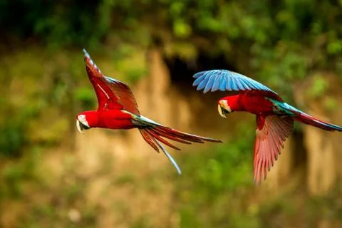 Two red parrots in flight. Macaw flying, green vegetation in background. Red  Stock Photos