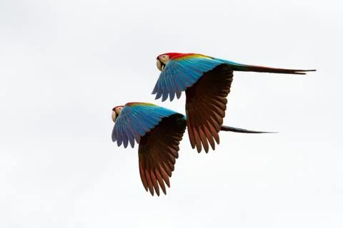 Two red parrots in flight. Macaw flying, white background, isolated birds,red Stock Photos