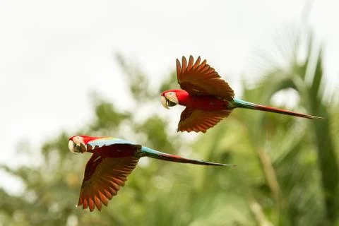 Two red parrots in flight. Macaw flying, green vegetation in background. Red  Stock Photos