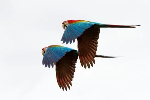 Two red parrots in flight. Macaw flying, white background, isolated birds,red Stock Photos