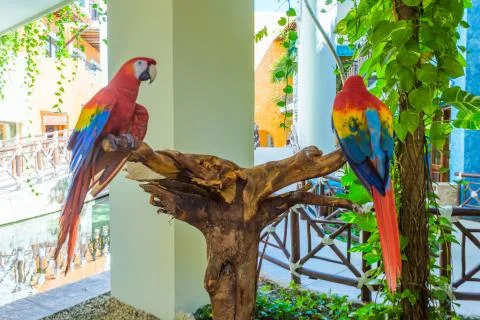 Two red parrots Stock Photos
