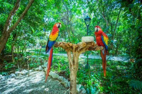Two red parrots Stock Photos