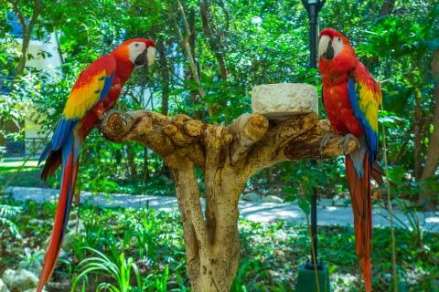 Two red parrots Stock Photos