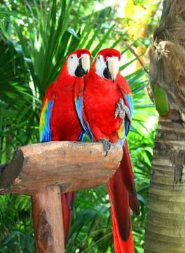 Two red parrots Foto stock
