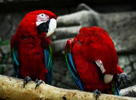 Two red parrots rest on a fallen tree trunk Stock Photos
