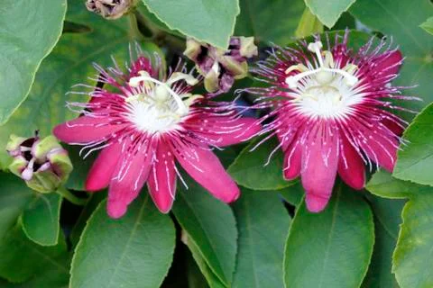 Two red passion flowers Stock Photos