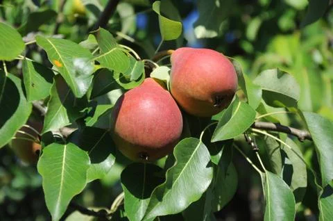 Two red pears on a branch Stock Photos