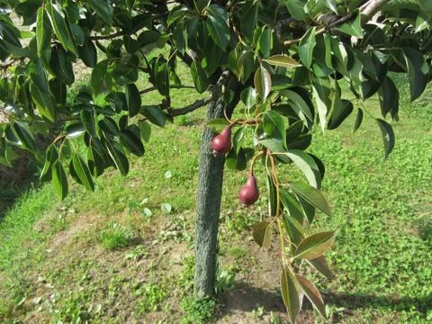 Two red pears hanging on a pear tree . Tuscany, Italy Stock Photos