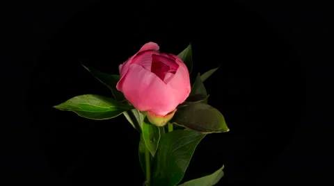 Two Red Peony Flowering Timelapse 4k Stock Footage 63790718