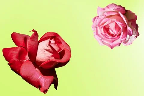 Two red pink roses close up on yellow gradient Stock Illustration