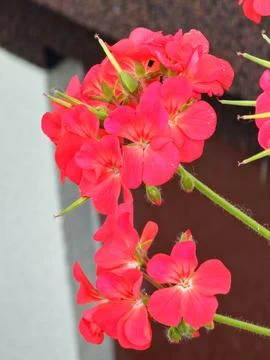 Two Red Pink Zonal Geranium Flower Clusters on Dark Background Stock Photos