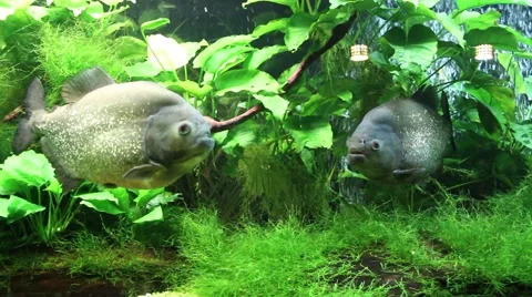 Two Red piranha Stock Footage 40334392
