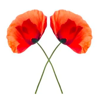 Two red poppies isolated Stock Photos