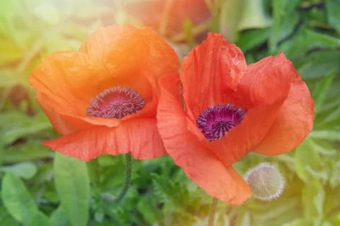 Two red poppies Foto stock