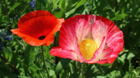 Two red poppies swinging in the wind Video stock 22752471