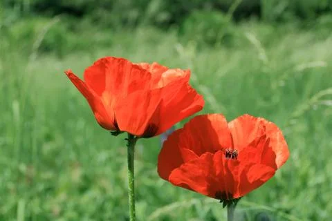 Two red poppys Stock Photos