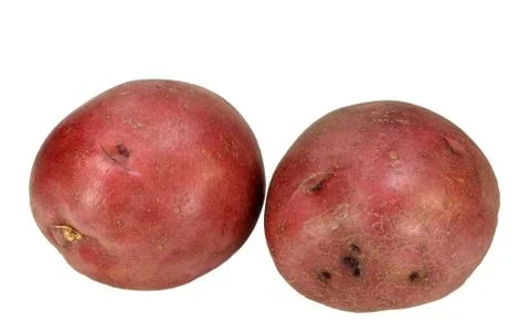 Two red potatoes Stock Photos