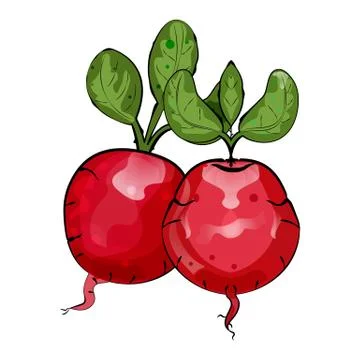 Two red radishes. Vegetarian table Stock-Illustration