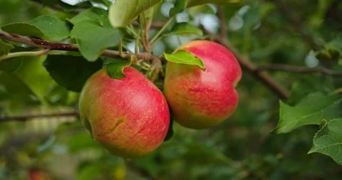 Two red ripe juicy apples hang on a branch in the orchard. Stock Footage 124283526
