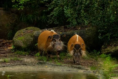 Two A Red River Hogs walking through the mud, copy space for text Stock Photos