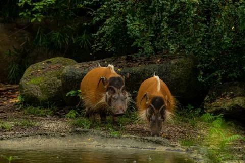 Two Red River Hogs walking through the mud, copy space for text Stock Photos