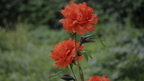 Two red rose-buds close up. Two red roses against the background of green leaves 库存影片 104489553