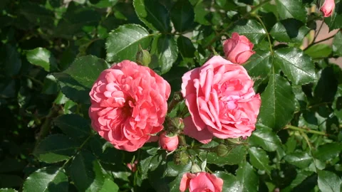 Two red rose-buds close up. Two red roses against the background of green leaves Stock Footage 108919084