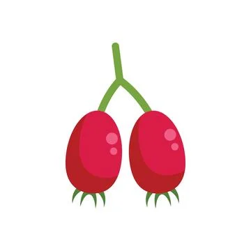 Two red rose hips hanging from green stem illustration Stock Illustration