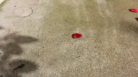 Two red rose petals on the ground Video stock 259521567