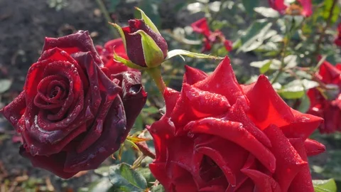 Two Red Roses and One Bud Sway Slightly in the Wind. Roses in Morning Dew Stock Footage 118274293