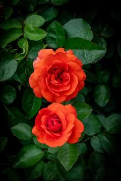 Two red roses are overlapping. Stock Photos