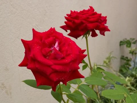 Two red roses on blurred light background. Stock Photos