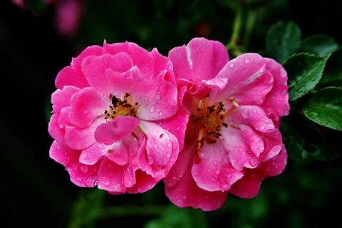 Two red roses on dark background. Stock Photos
