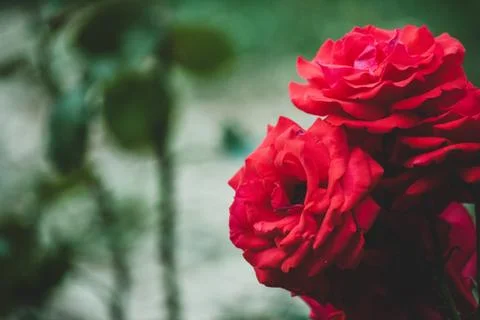 Two red roses flower Stock Photos