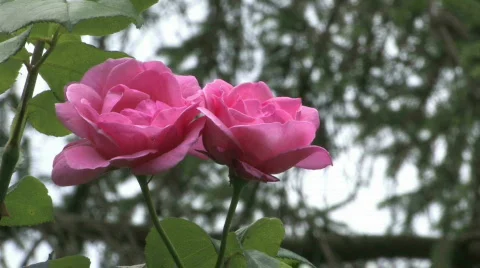 Two red roses Stock Footage 494504