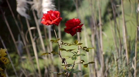 Two Red Roses Stock Footage 1106755