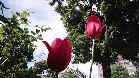 Two red roses Video stock 193092762