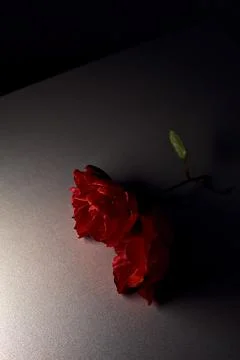 Two red roses on a gray surface seen up close Stock Photos