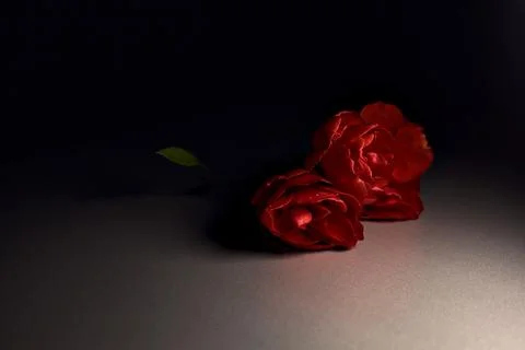 Two red roses on a gray surface seen up close Stock Photos