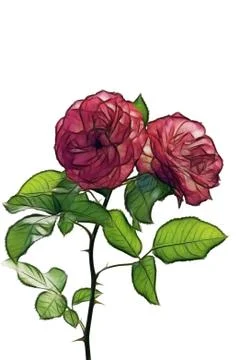 Two Red Roses isolated on white Stock Illustration