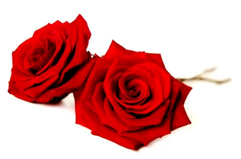 Two red roses isolated on white Stock Photos