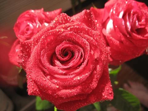 Two red roses. macro Stock Photos