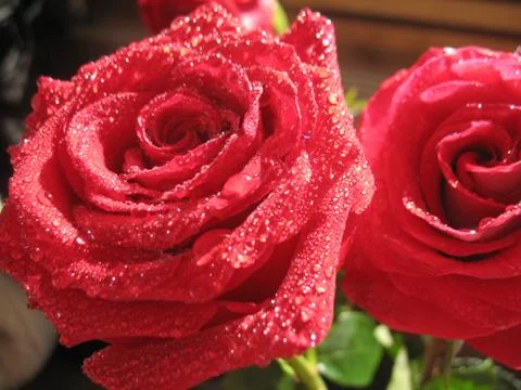 Two red roses. macro Stock Photos